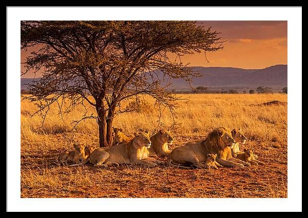 Lion Pride Resting Under Sunset