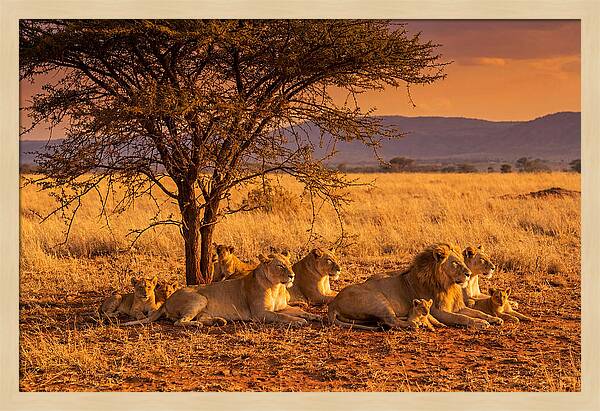 Lion Pride Resting Under Sunset