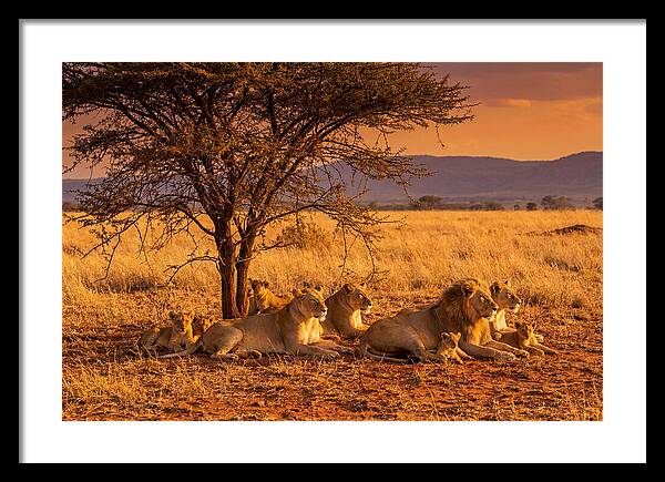 Lion Pride Resting Under Sunset