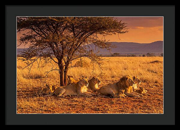 Lion Pride Resting Under Sunset