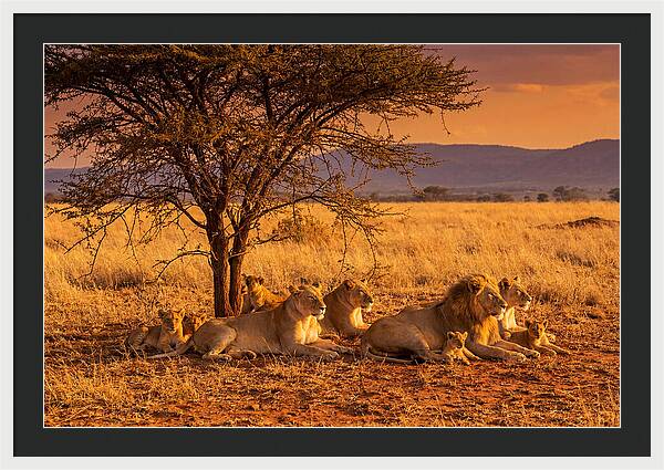 Lion Pride Resting Under Sunset