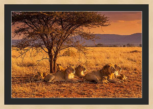 Lion Pride Resting Under Sunset