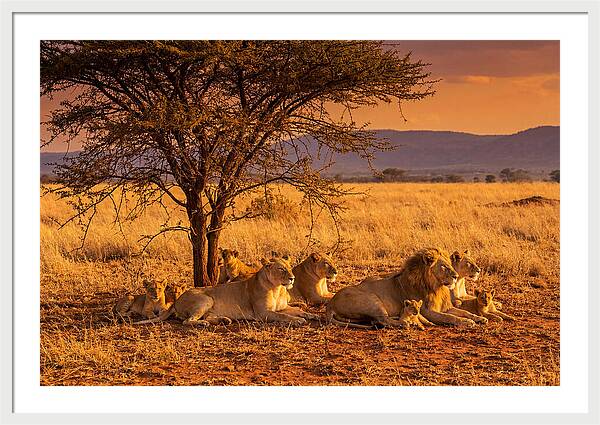Lion Pride Resting Under Sunset