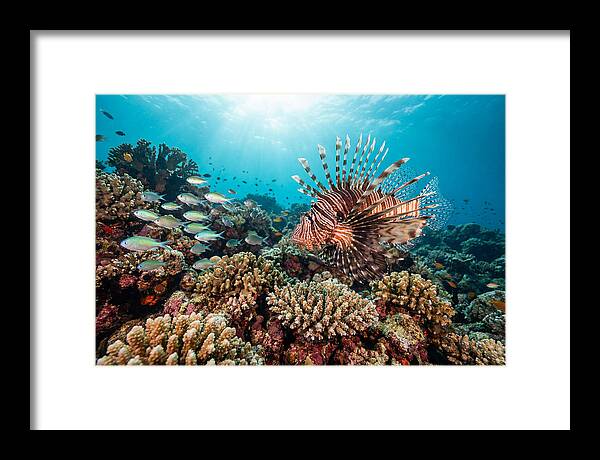 Lionfish Among Coral Reefs