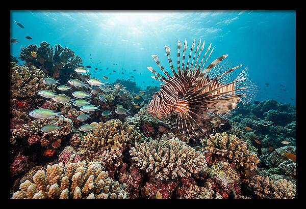 Lionfish Among Coral Reefs