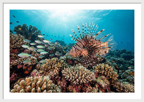 Lionfish Among Coral Reefs