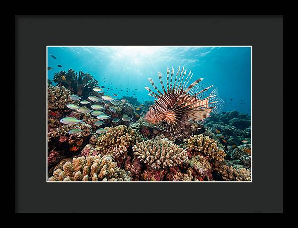 Lionfish Among Coral Reefs