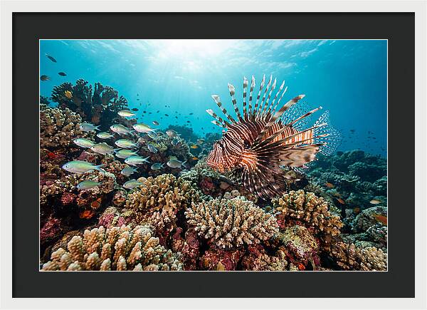 Lionfish Among Coral Reefs