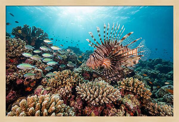 Lionfish Among Coral Reefs