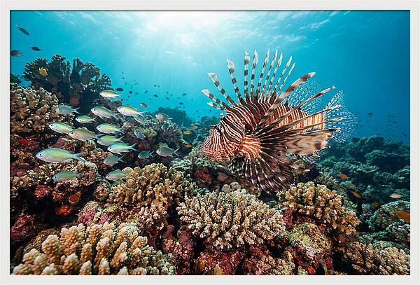 Lionfish Among Coral Reefs