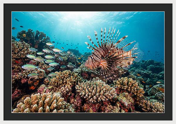 Lionfish Among Coral Reefs