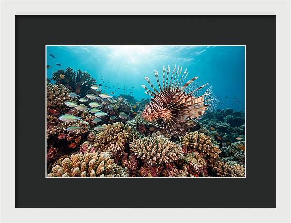 Lionfish Among Coral Reefs