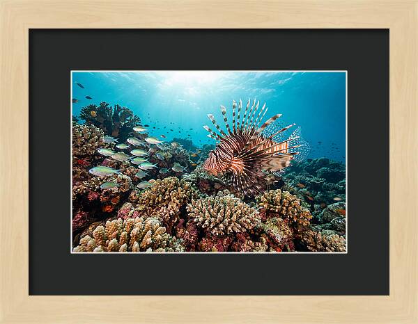 Lionfish Among Coral Reefs