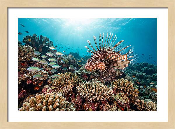 Lionfish Among Coral Reefs