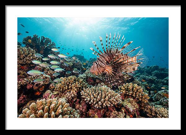 Lionfish Among Coral Reefs