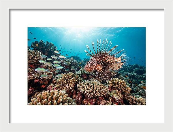 Lionfish Among Coral Reefs