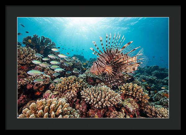 Lionfish Among Coral Reefs