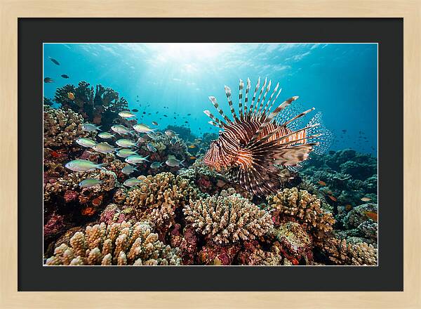 Lionfish Among Coral Reefs