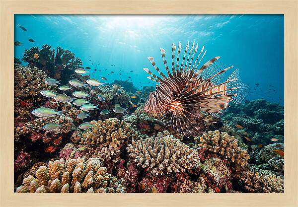 Lionfish Among Coral Reefs