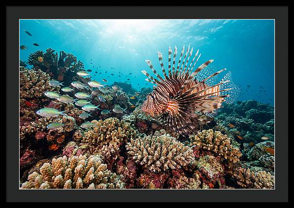 Lionfish Among Coral Reefs