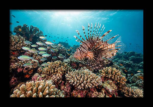 Lionfish Among Coral Reefs