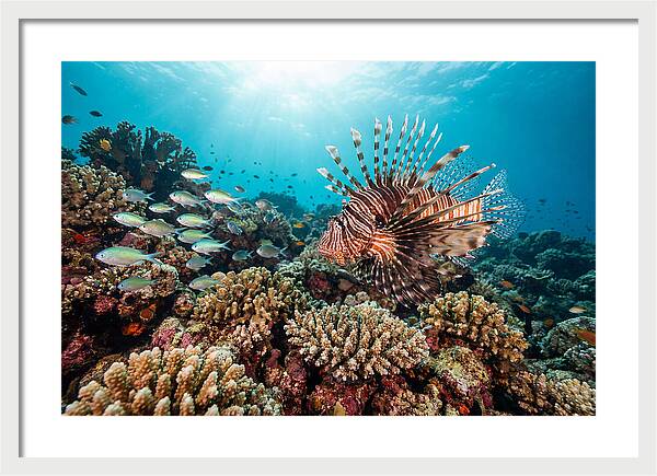 Lionfish Among Coral Reefs