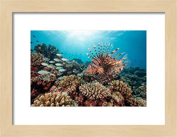 Lionfish Among Coral Reefs