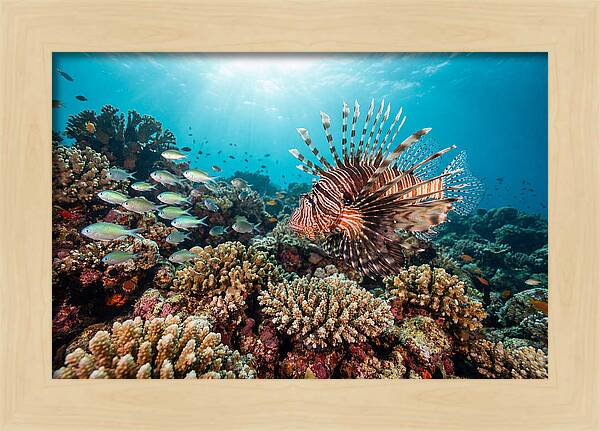 Lionfish Among Coral Reefs