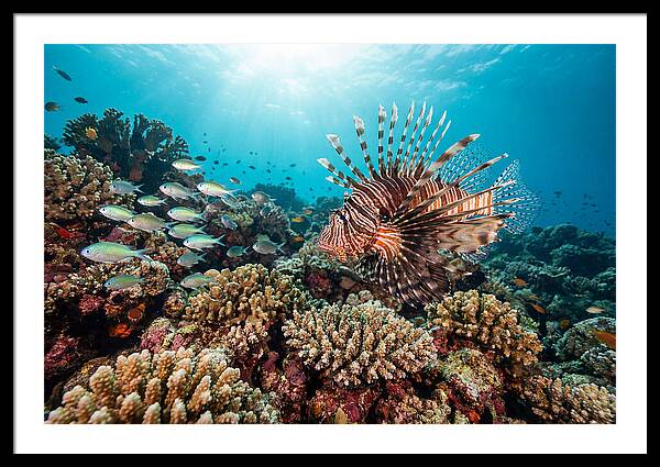 Lionfish Among Coral Reefs