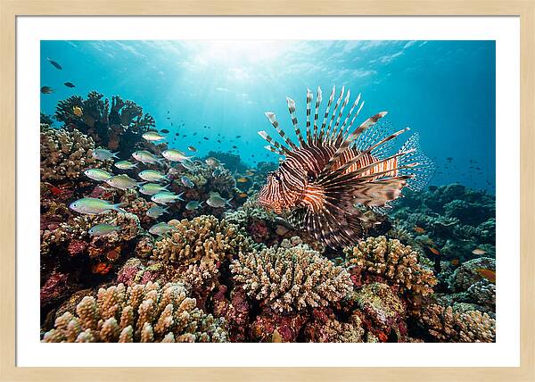 Lionfish Among Coral Reefs