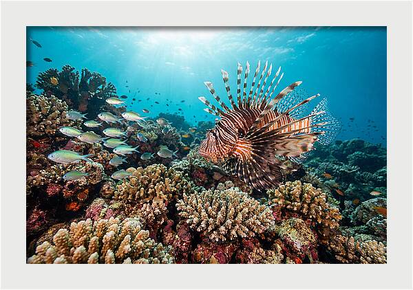 Lionfish Among Coral Reefs