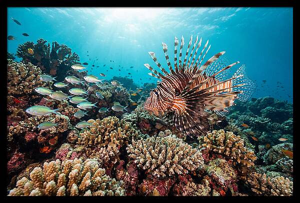 Lionfish Among Coral Reefs