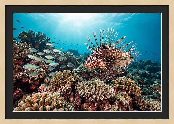 Lionfish Among Coral Reefs