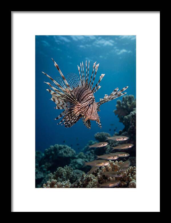 Lionfish Hunting Underwater