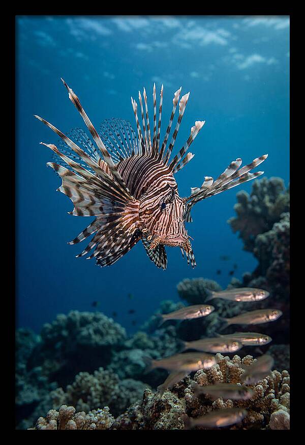 Lionfish Hunting Underwater