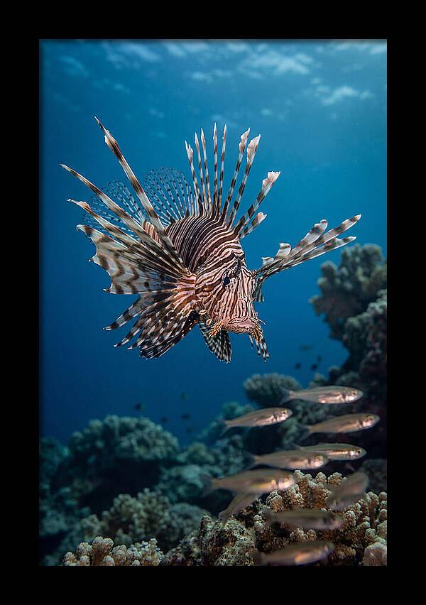 Lionfish Hunting Underwater