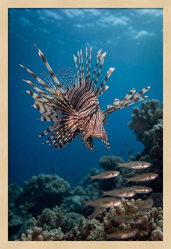 Lionfish Hunting Underwater