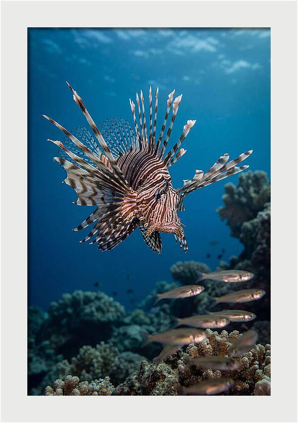 Lionfish Hunting Underwater