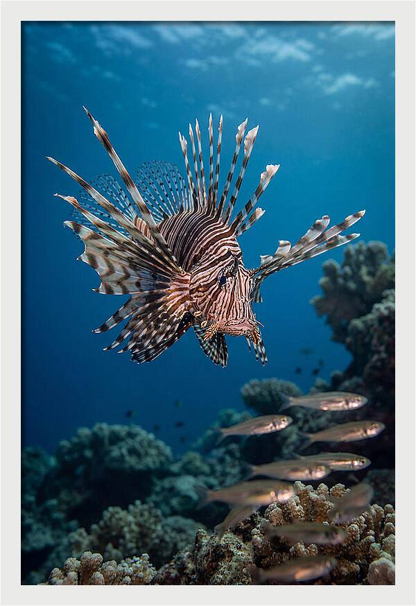 Lionfish Hunting Underwater