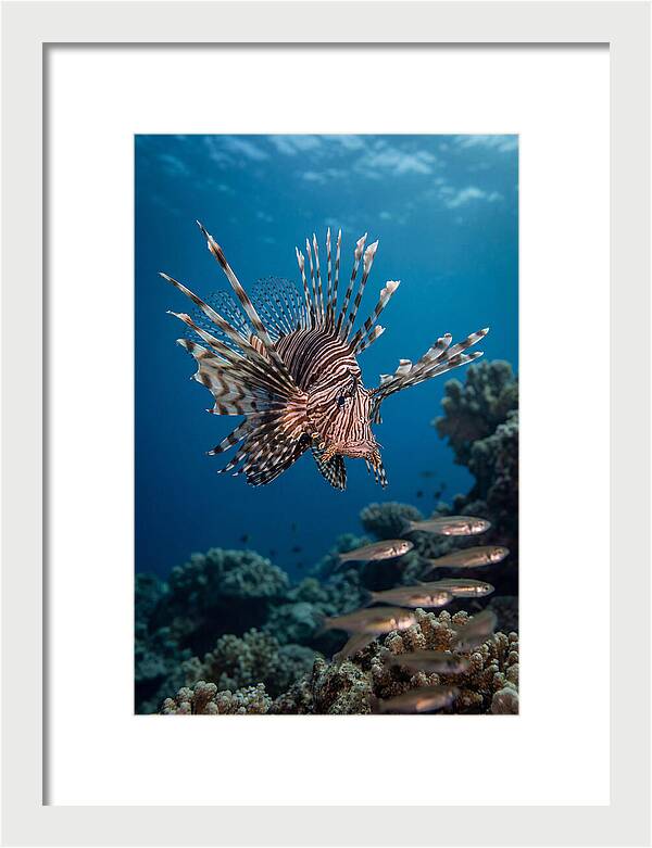 Lionfish Hunting Underwater