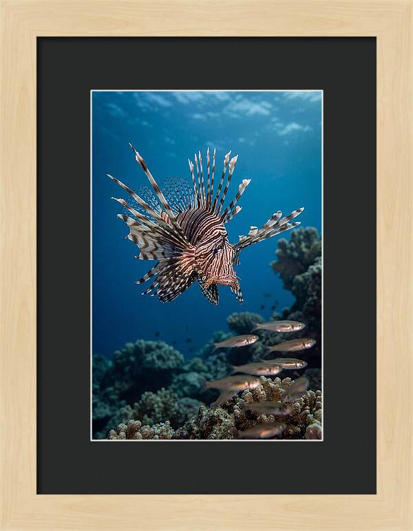 Lionfish Hunting Underwater