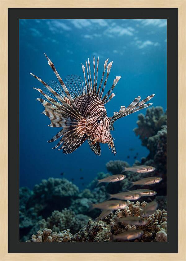Lionfish Hunting Underwater
