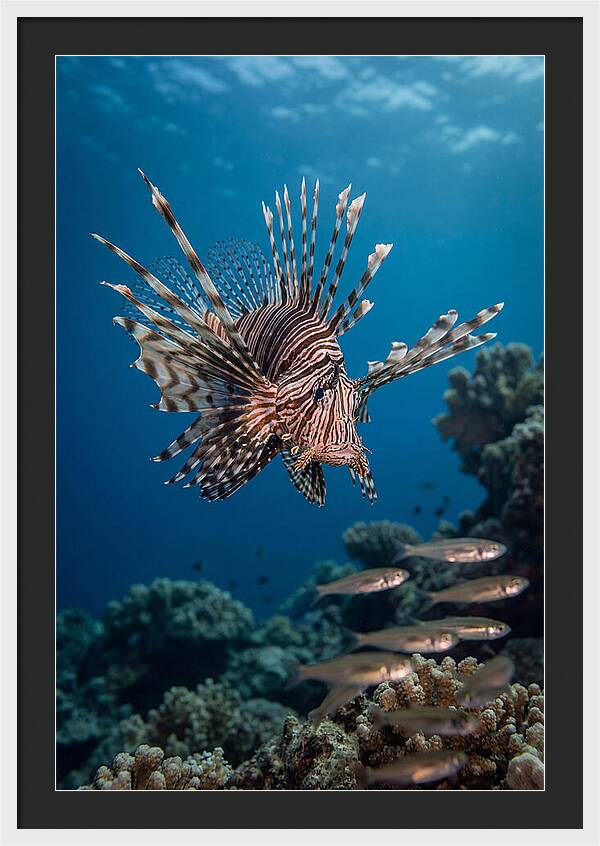 Lionfish Hunting Underwater