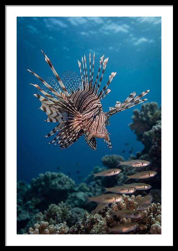 Lionfish Hunting Underwater