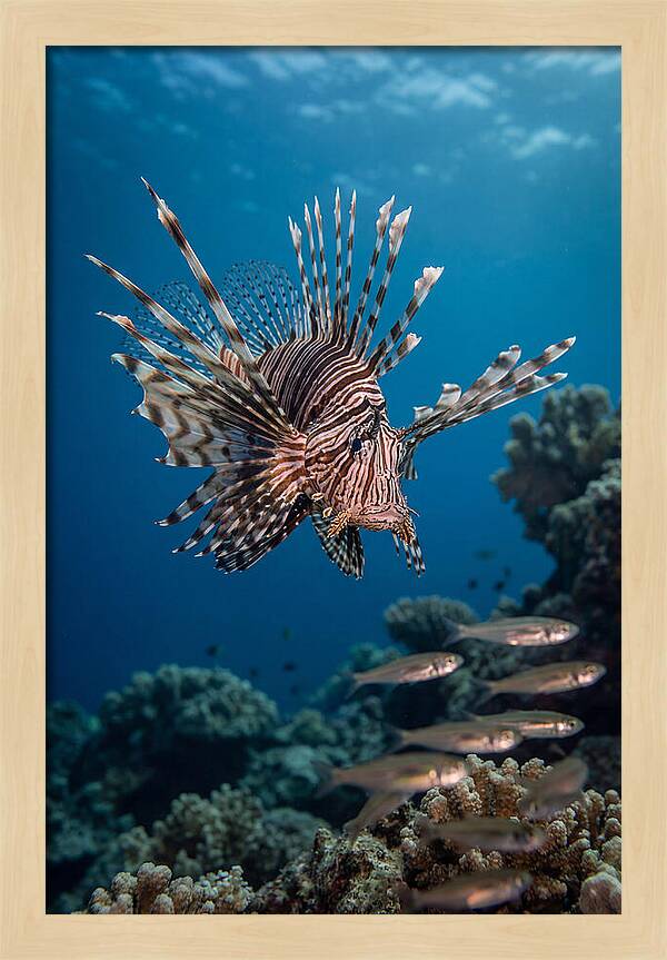 Lionfish Hunting Underwater