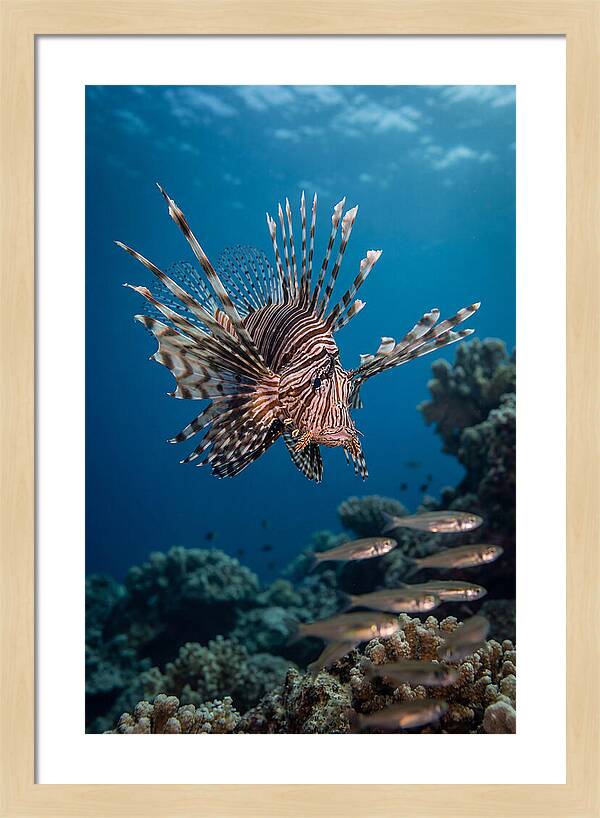 Lionfish Hunting Underwater