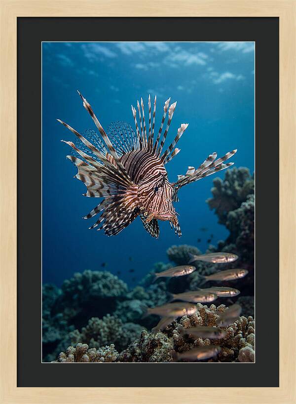 Lionfish Hunting Underwater