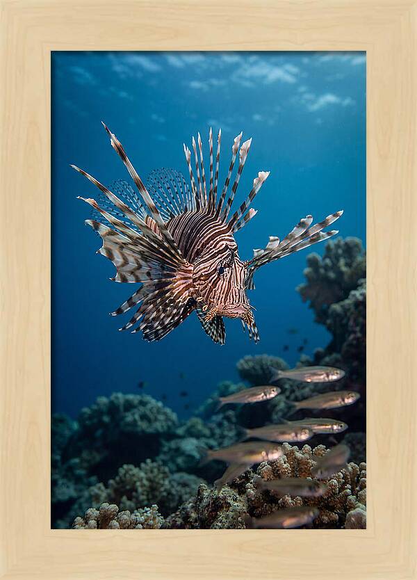 Lionfish Hunting Underwater