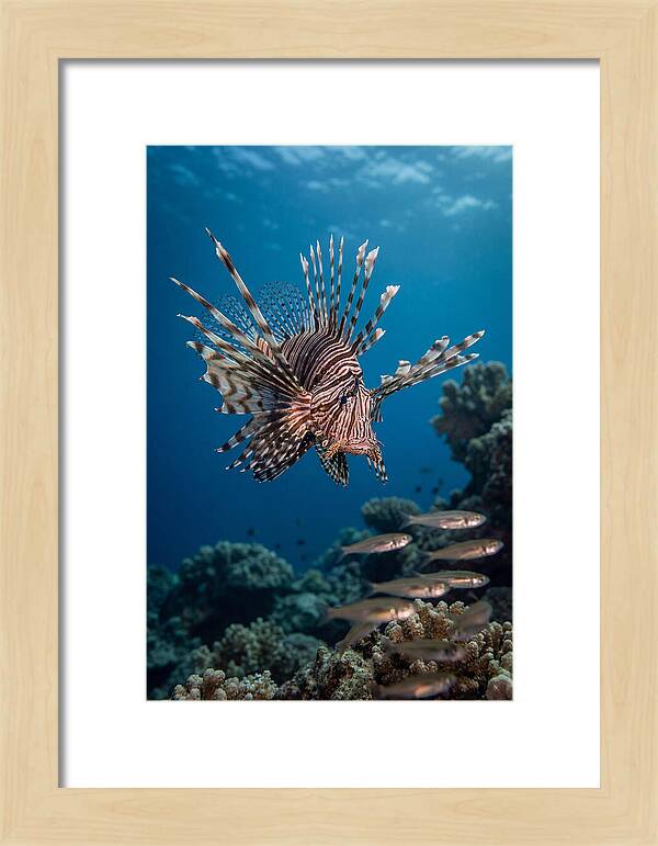 Lionfish Hunting Underwater