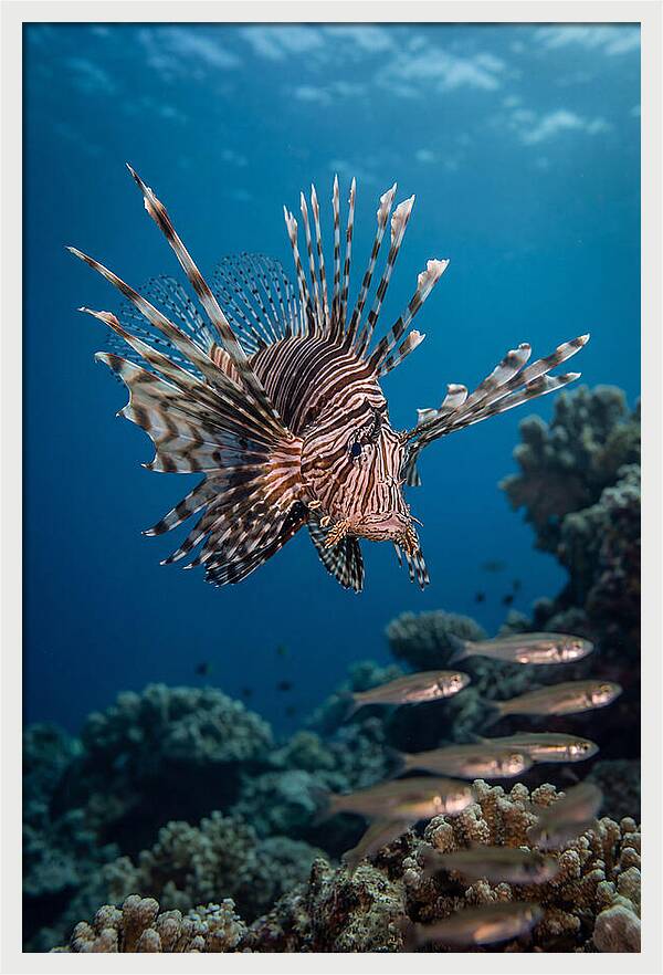 Lionfish Hunting Underwater